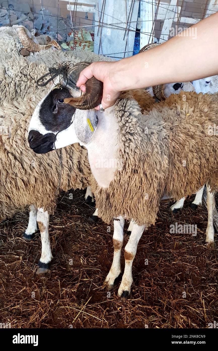 Tier für Eid al-Adha. (Kurban Bayrami, Opferung, Eid al-Adha) Urlaubsopfer. Stockfoto