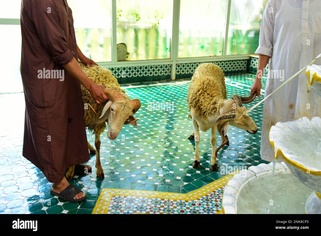 Eid al-Adha in Marokko. Männer fangen das Eidschafe, um es zu schlachten Stockfoto