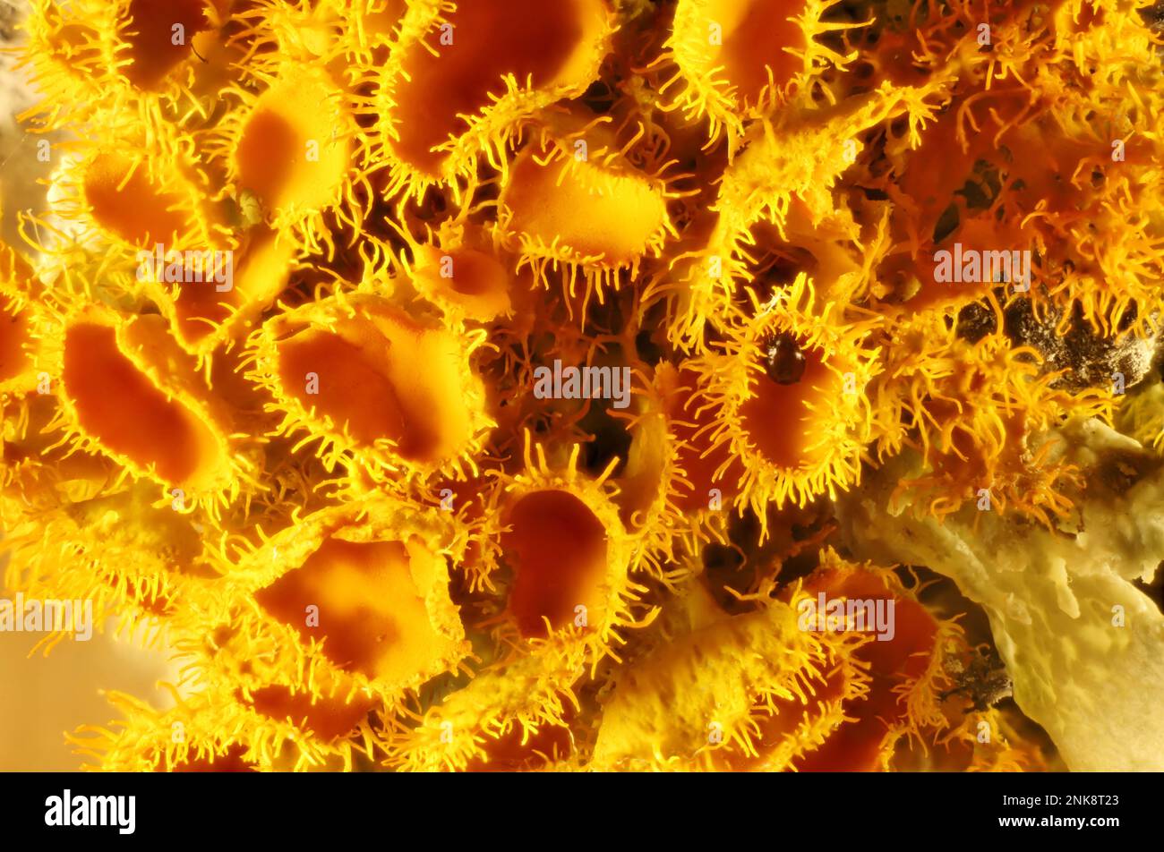 Nahaufnahme von Golden-Eye Lichen (Teloschistes chrysophthalmus), Südaustralien Stockfoto
