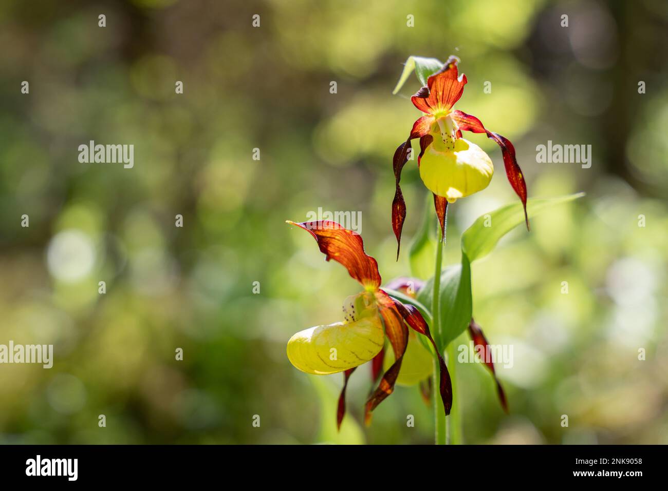 Seltene und wunderschöne Frauenschuh-Orchidee Cypripedium calceolus mit rot-braunen, langen, gedrehten Blütenblättern und einem Hausschuhgelb Stockfoto