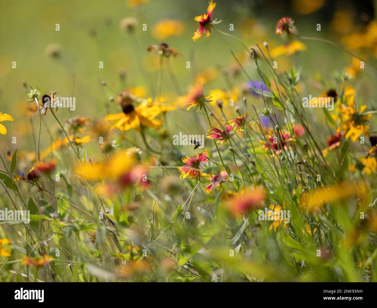 Bienen auf einer Wildblumenwiese Stockfoto
