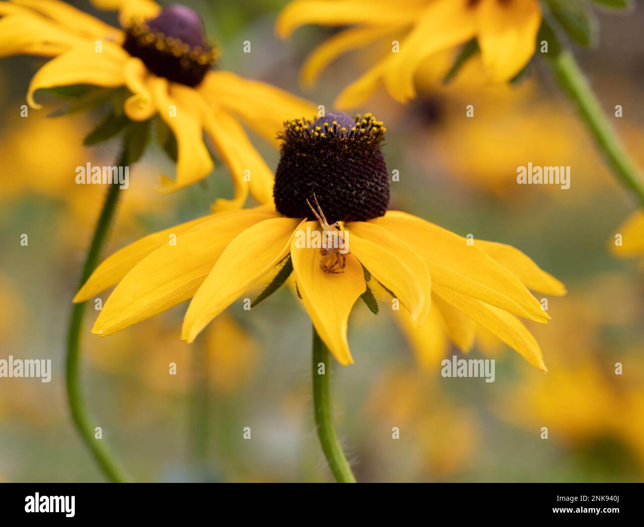 Krabbenspinnen auf einer schwarzäugigen Susan-Pflanze Stockfoto