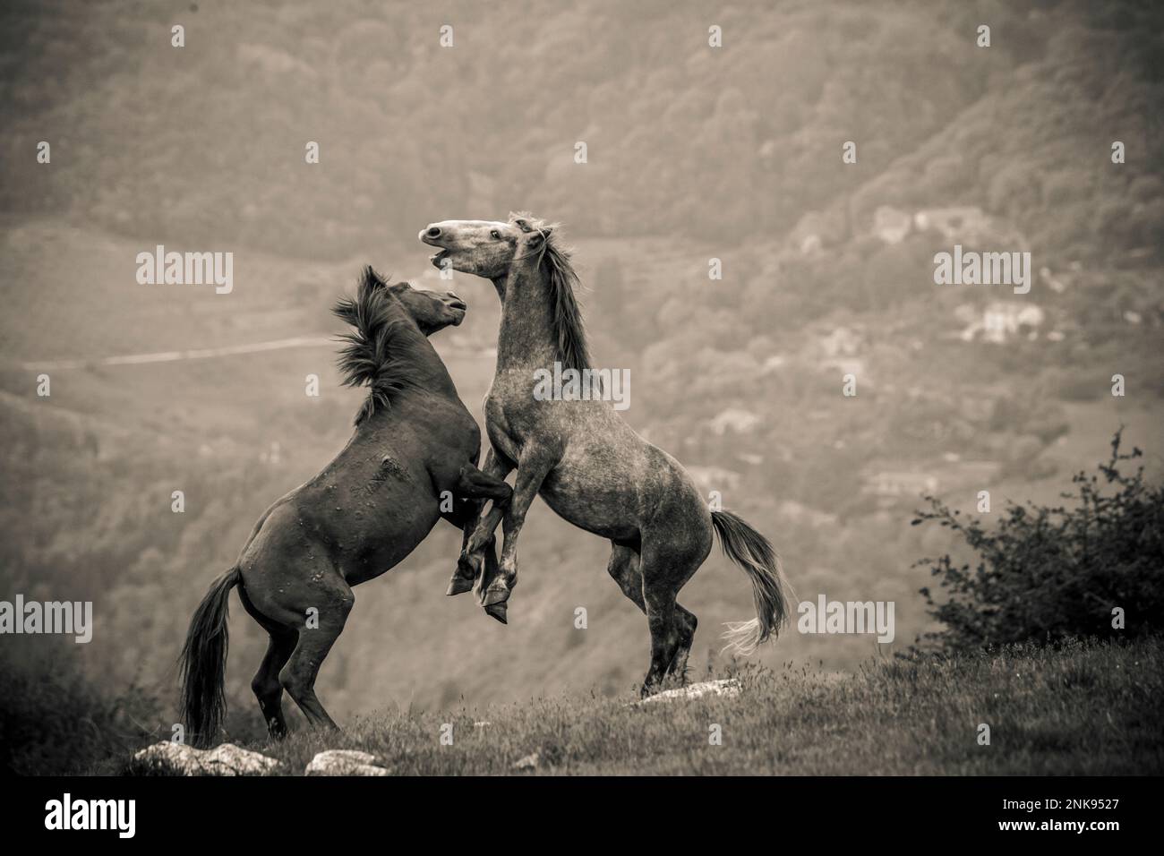 Diese wunderschönen Wildpferde leben in Italien für immer frei Stockfoto