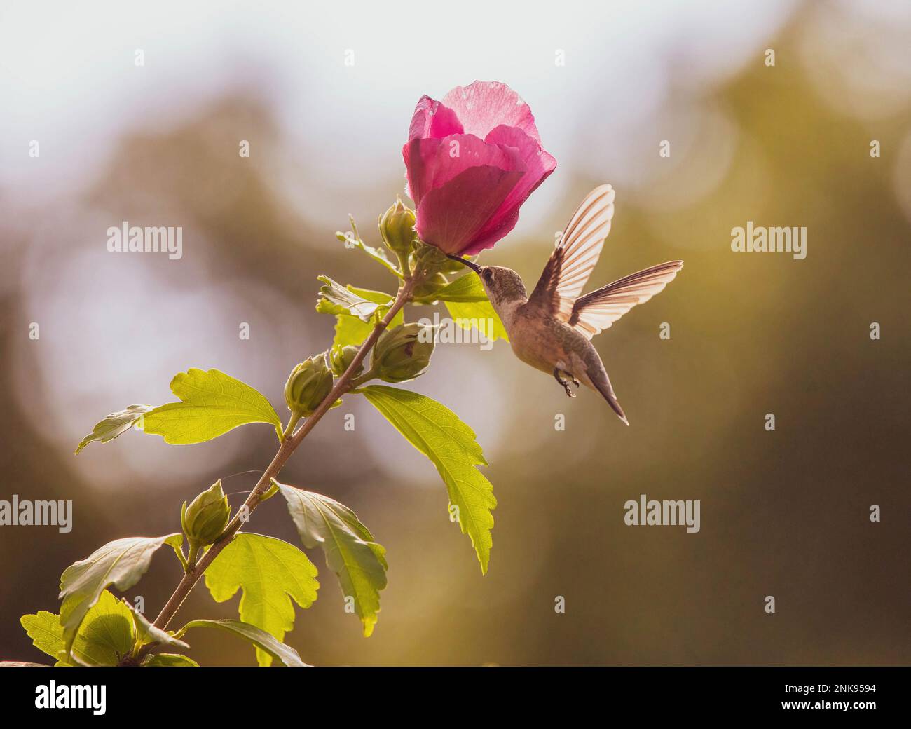 Ein rubinkehlender Kolibri, der sich von einer Rose Sharon-Blume ernährt Stockfoto