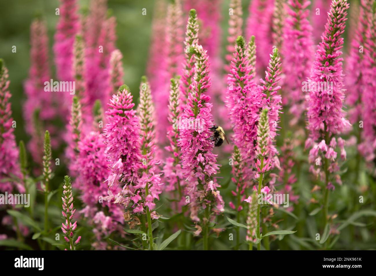 Eine Hummelbiene, die eine rosa Veronica-Blume bestäubt. Stockfoto
