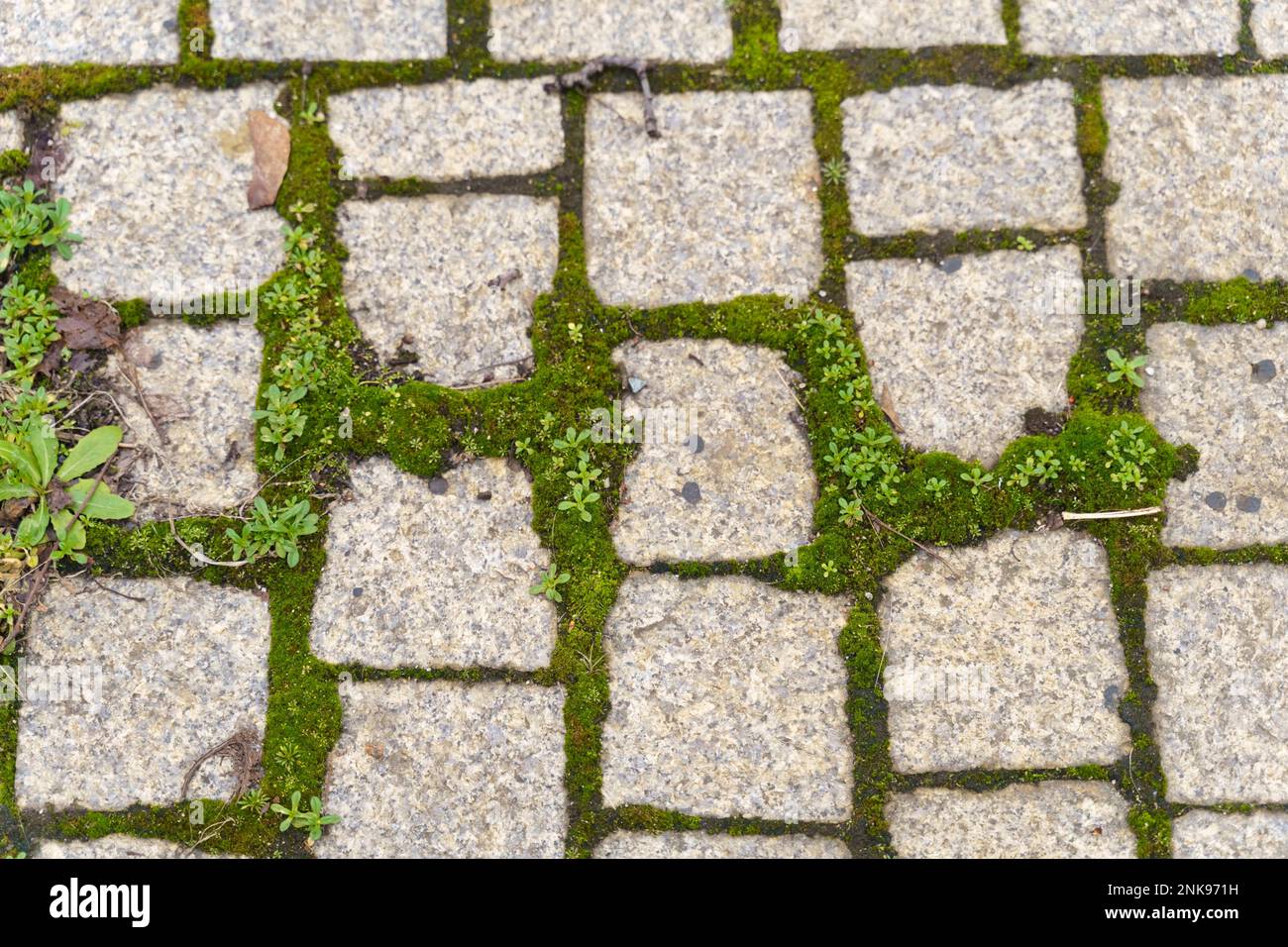 Grünes Moos auf grauem Steinpflaster. Draufsicht, Nahaufnahme. Stockfoto