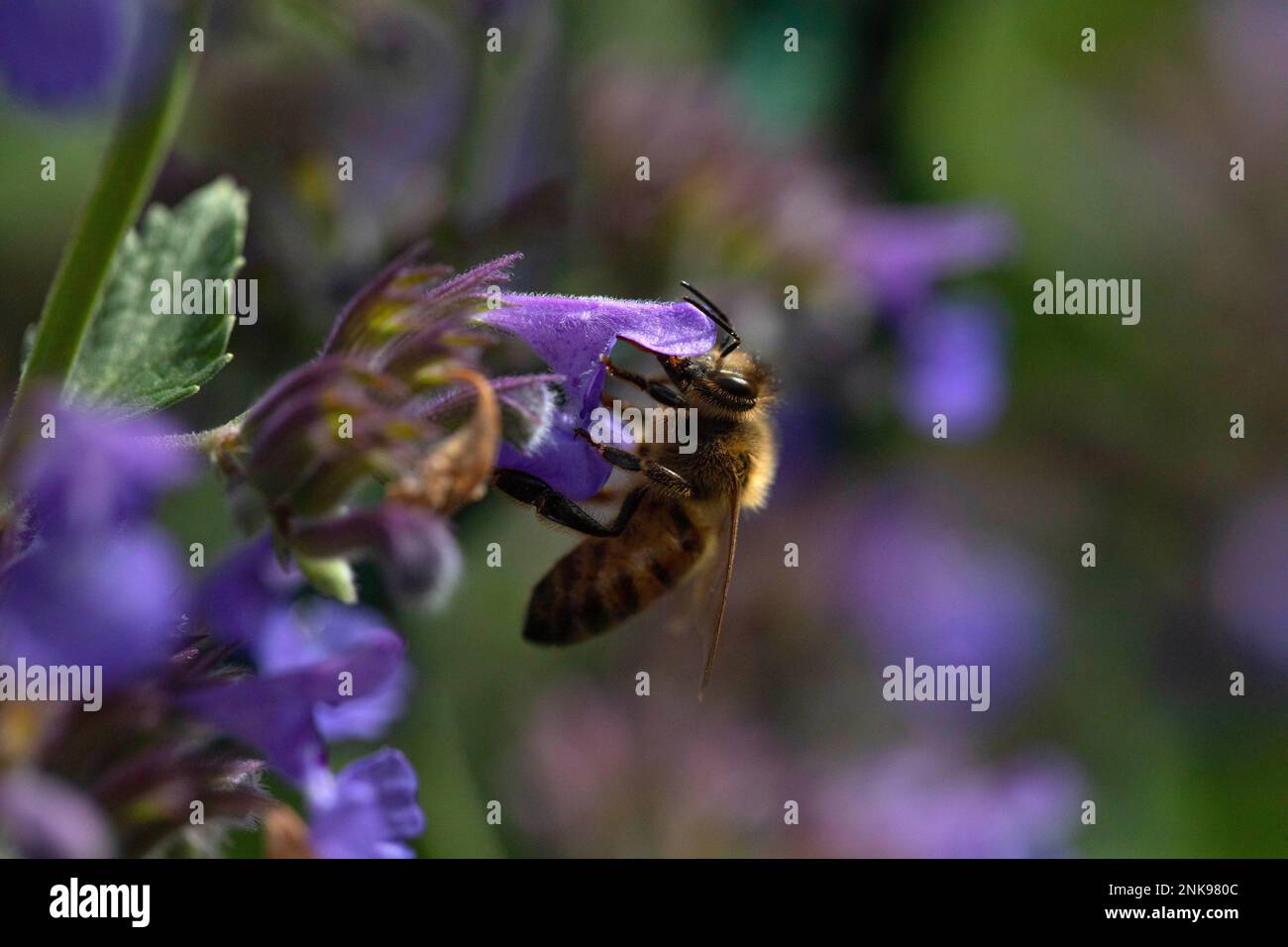 Biene, die eine Catmint-Blume bestäubt Stockfoto