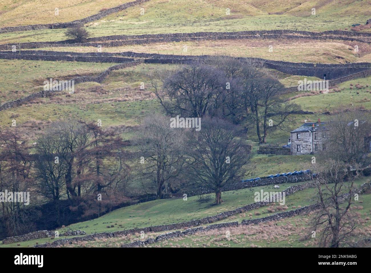 Ländliche Landschaft in North Yorkshire mit Bäumen und Bauernhöfen in den Hügeln der Yorkshire Dales. Stockfoto