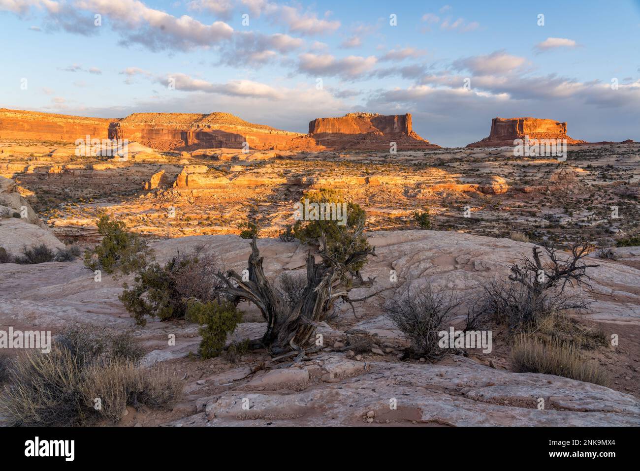 Ein alter Wacholderbaum aus Utah vor dem Monitor und Merrimac Buttes in der Nähe von Moab, Utah. Stockfoto