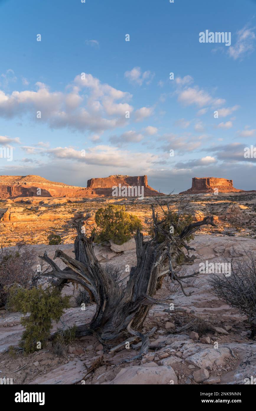 Ein alter Wacholderbaum aus Utah vor dem Monitor und Merrimac Buttes in der Nähe von Moab, Utah. Stockfoto