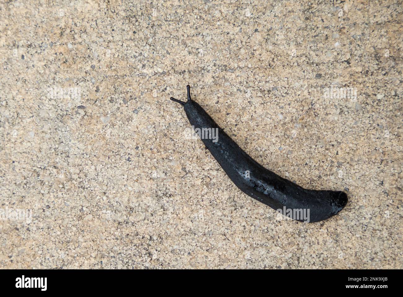 Eine große, schwarze Kugel, die auf einem Zementsteig schlüpft Stockfoto