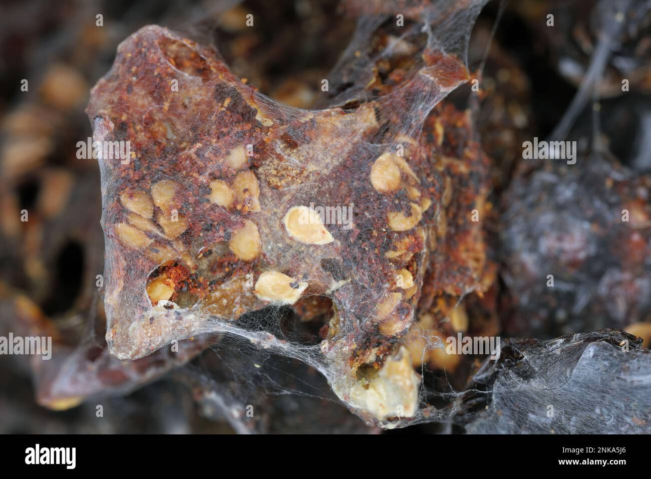 Getrocknete Tomaten, Speisenvorräte zu Hause, die von Schädlingen, Insekten, Raupen von indischen Mehlmotten (Plodia interpunctella) zerstört werden. Stockfoto
