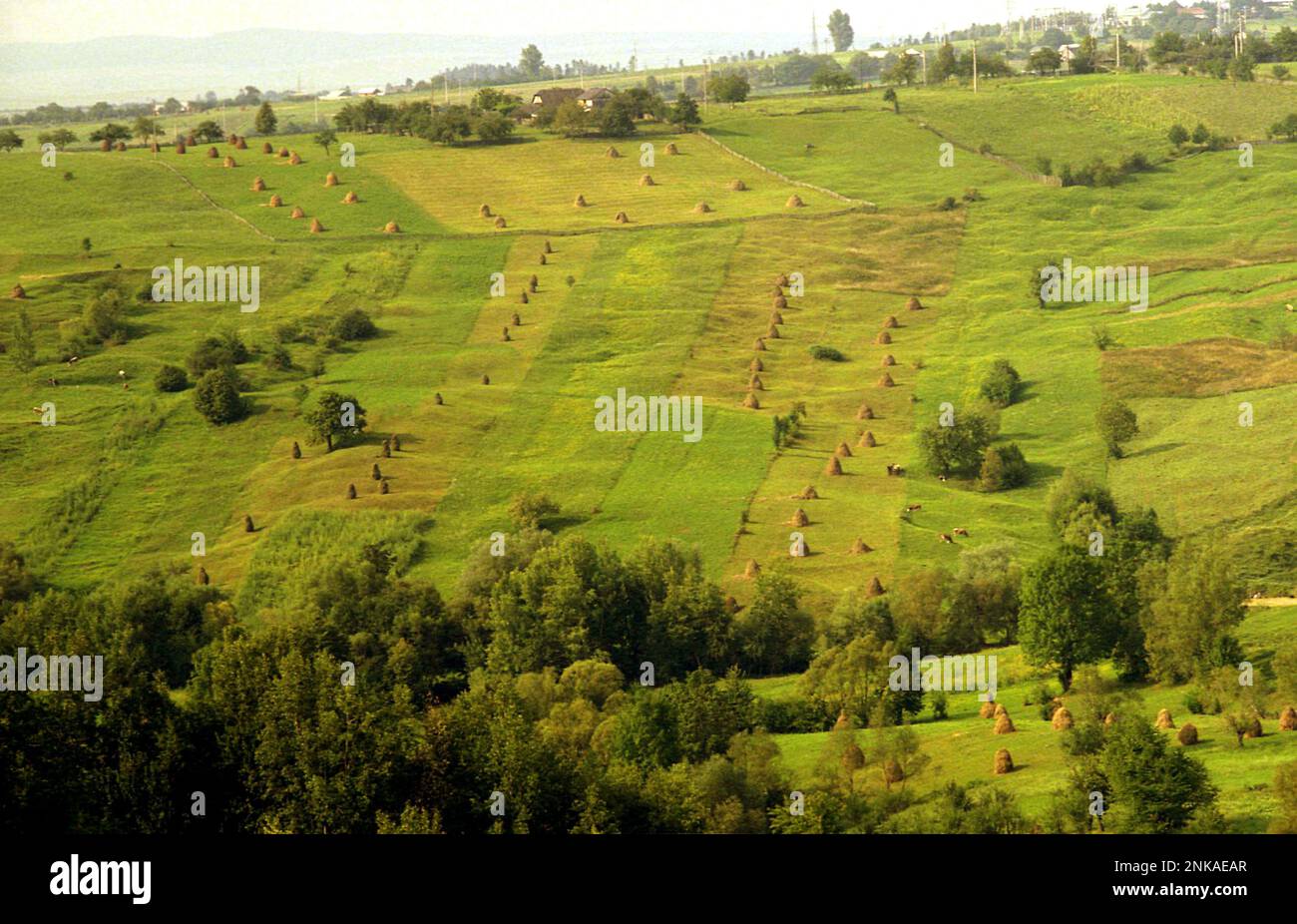 Haystacks in Weiden bei Solonetu Nou, Suceava County, Rumänien, 2001. Ende der Sommerlandschaft. Stockfoto