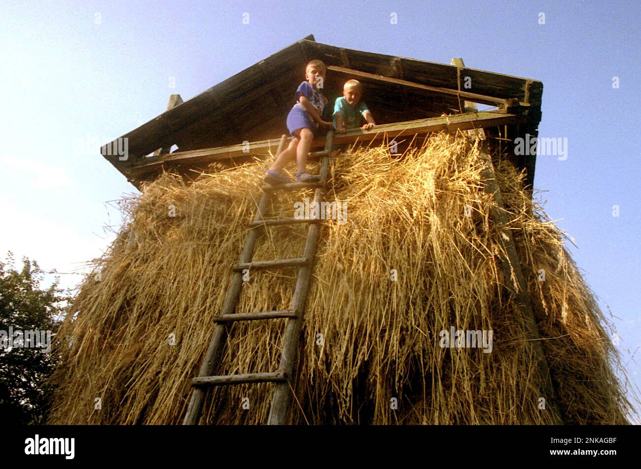 Suceava County, Rumänien, 1998. Kinder oben im Heuhaus. Stockfoto