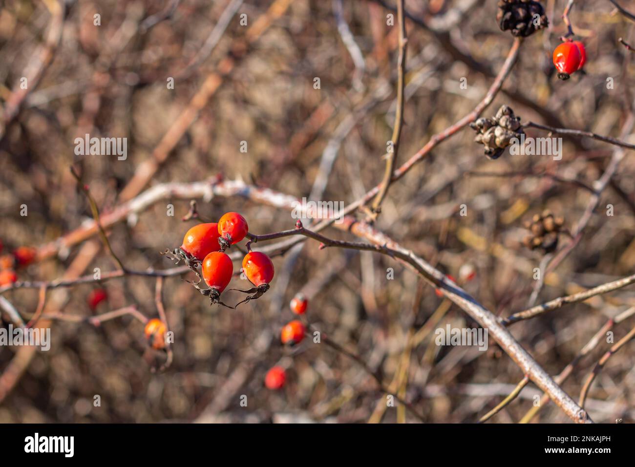 Rote Hagebutten auf einem Ast im Wald. Schönheit in der Natur, Beeren im Wald aus nächster Nähe. Stockfoto
