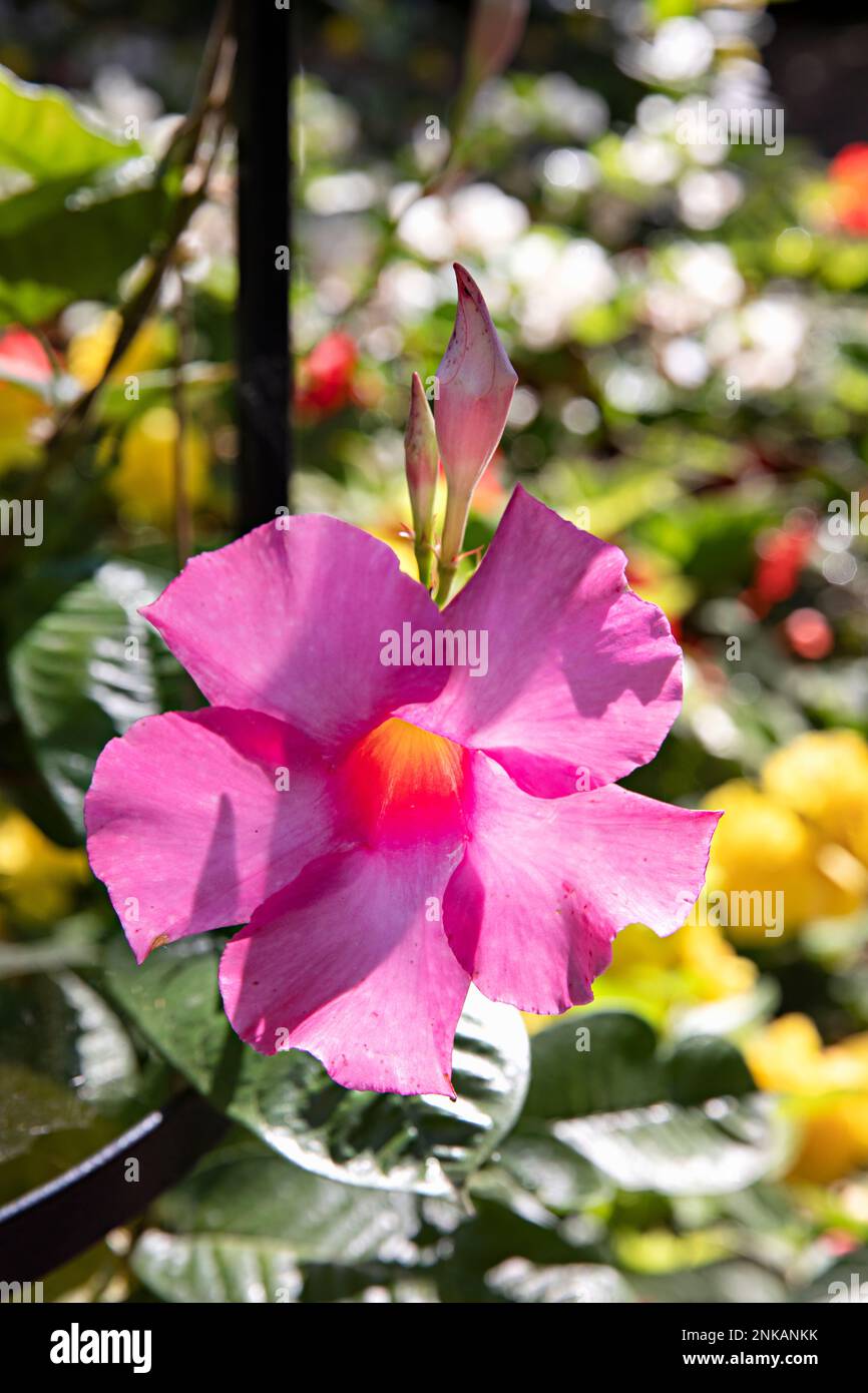 rosa Blume Stockfoto