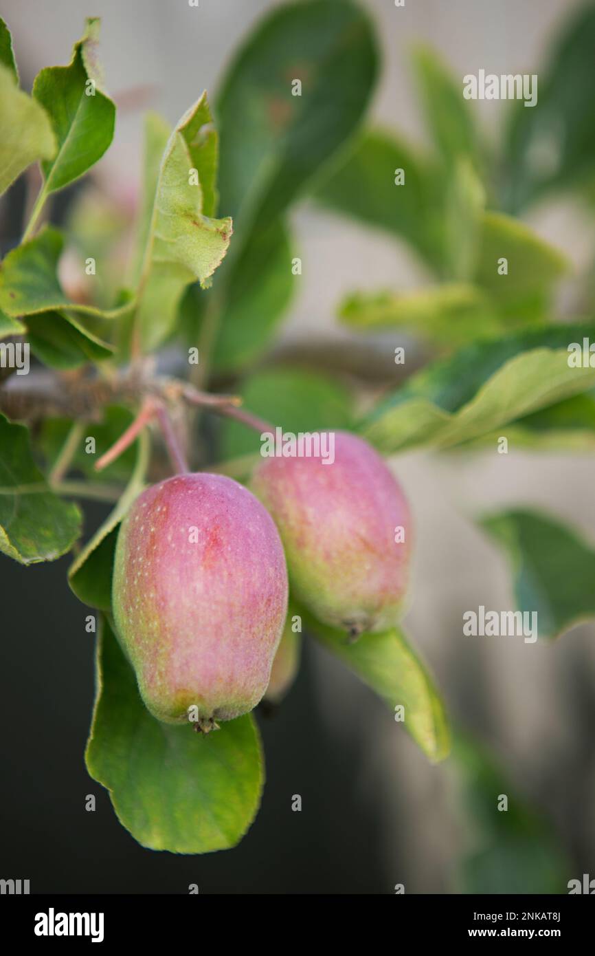 Äpfel am Baum Stockfoto