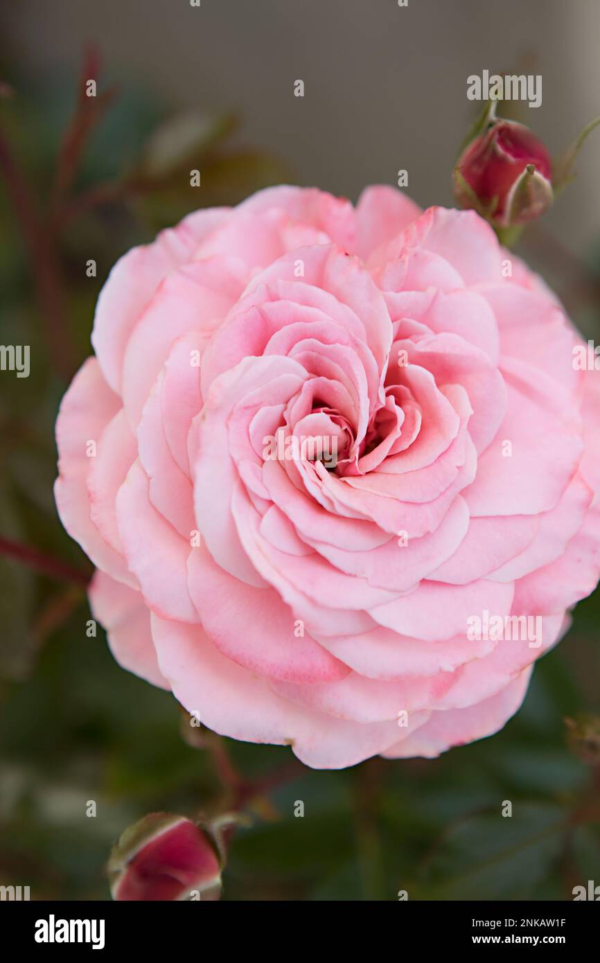 Rosa Gartenrosen Stockfoto