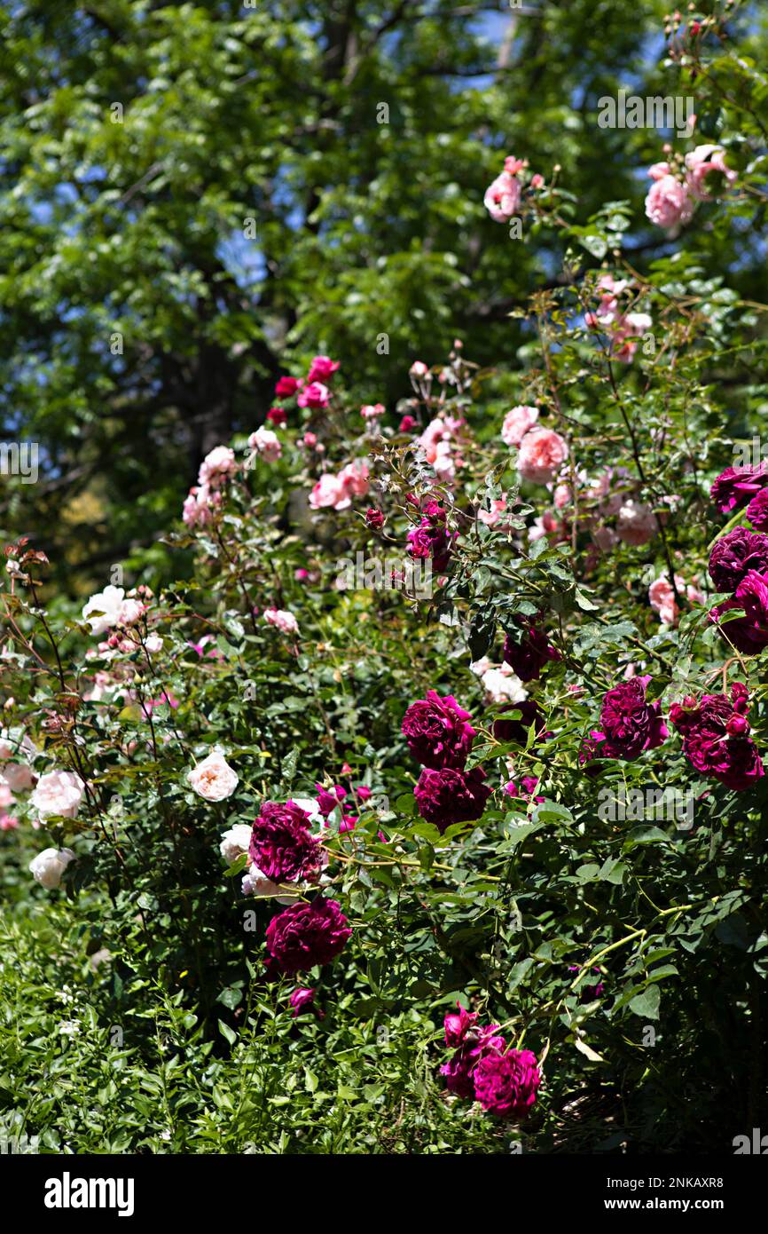 Rosa Gartenrosen Stockfoto
