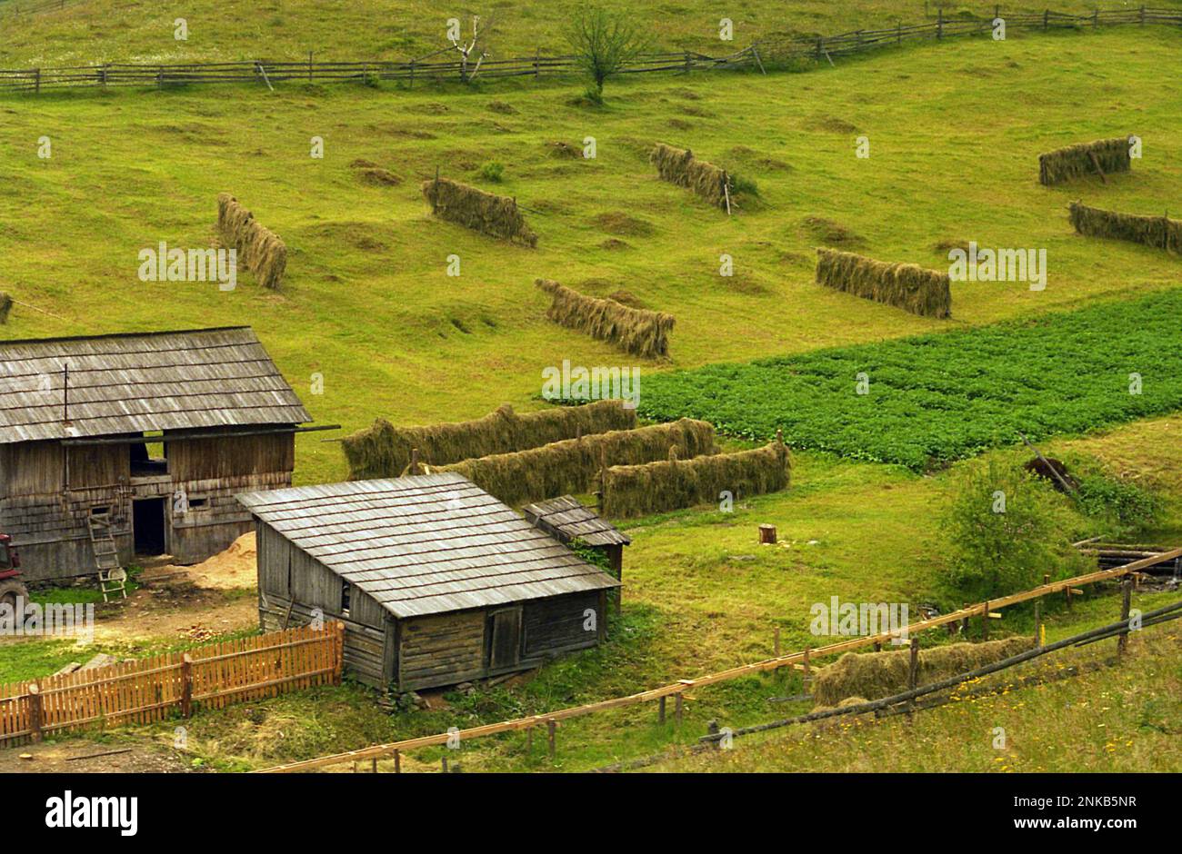 Suceava County, Rumänien, ca. 2000. Heu trocknet auf einer Weide. Stockfoto