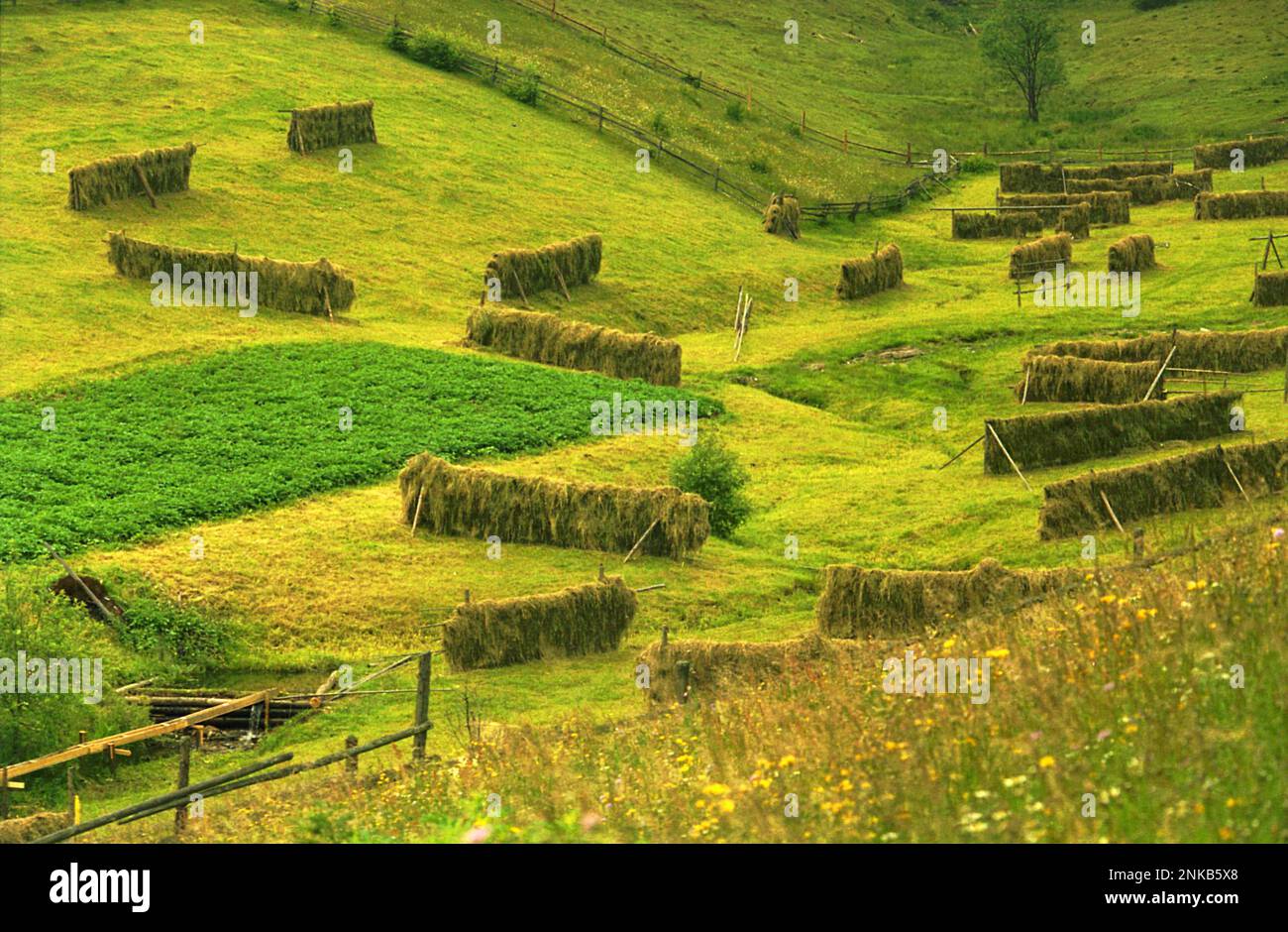 Suceava County, Rumänien, ca. 2000. Heu trocknet auf einer Weide. Stockfoto