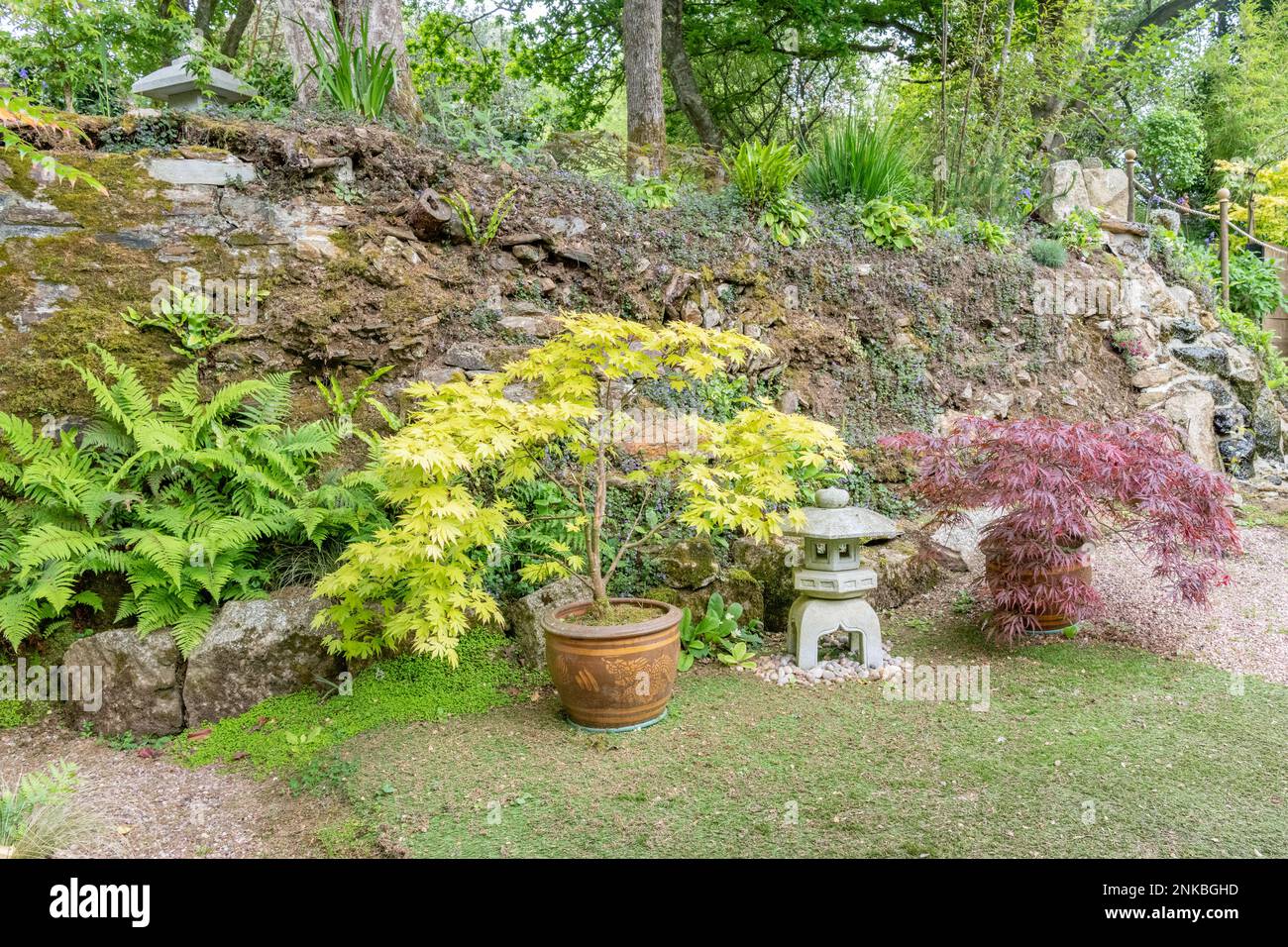 Japanische Einflüsse im Pflanzstil und Töpfe, die in einem englischen Landgarten zu finden sind und Acer und Ornamente zeigen Stockfoto