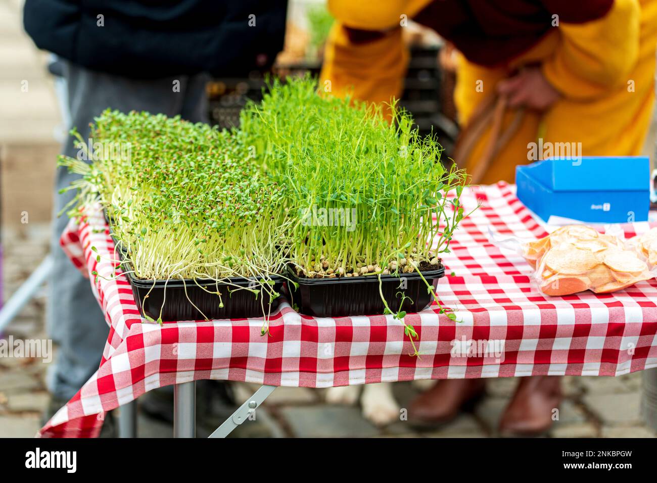 Senf mit mikrogrünen Samen auf dem Tisch auf dem Markt. Stockfoto