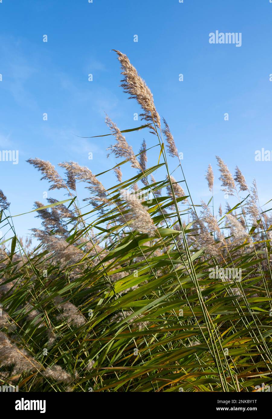 Seezunge (Phragmites australis), blauer Himmel, Niedersachsen, Deutschland Stockfoto