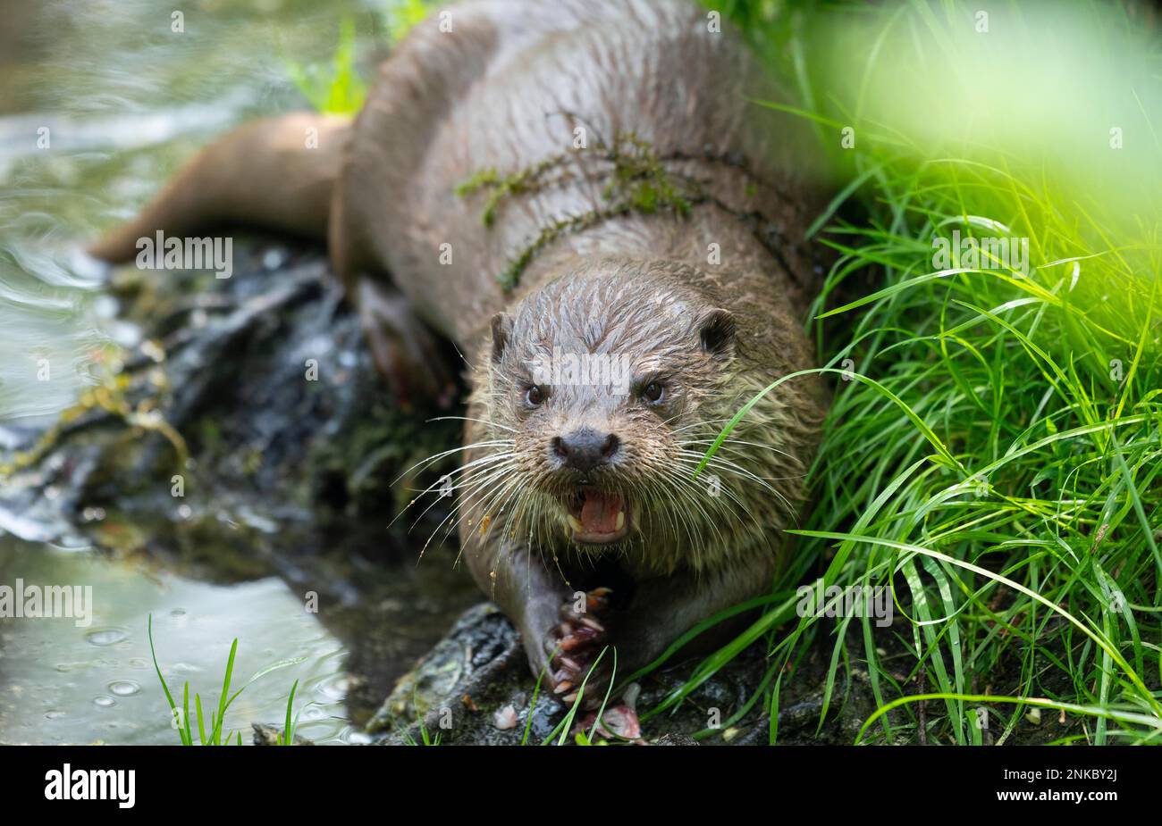 Europäischer Otter (Lutra lutra) frisst Fisch, in Gefangenschaft, Deutschland Stockfoto
