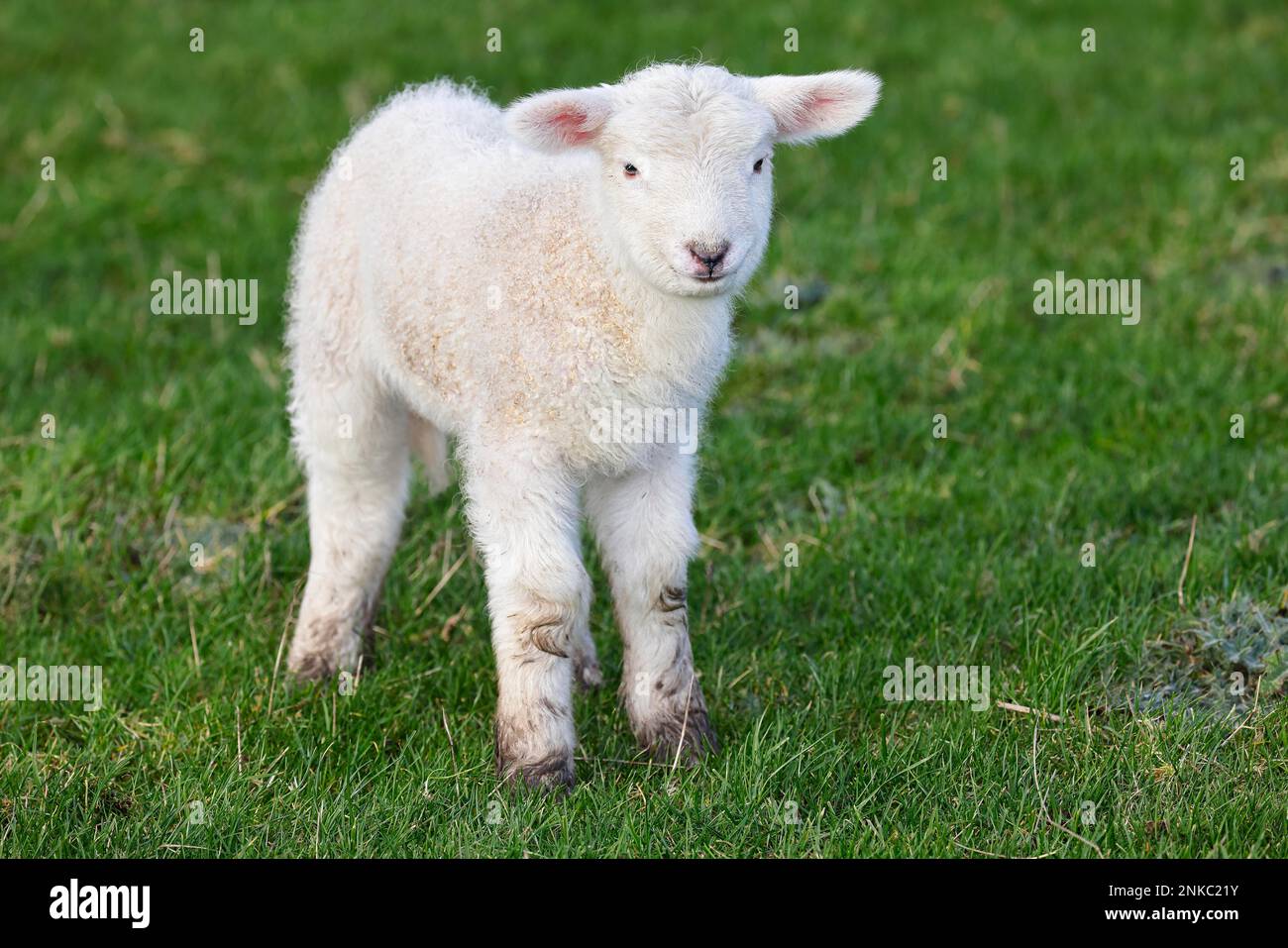 Hausschafe (Ovis gmelini aries) Lamm, Tierkind, Wedel, Schleswig-Holstein, Deutschland Stockfoto