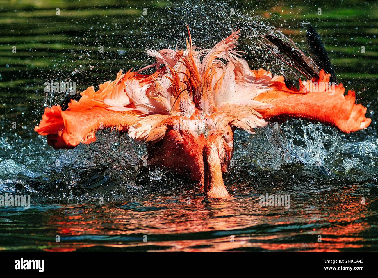 Flamingo (Phoenicopteridae) baden, Wasser spritzen, gefangen, Vogelpark, Weltvogelpark Walsrode, Niedersachsen, Deutschland Stockfoto