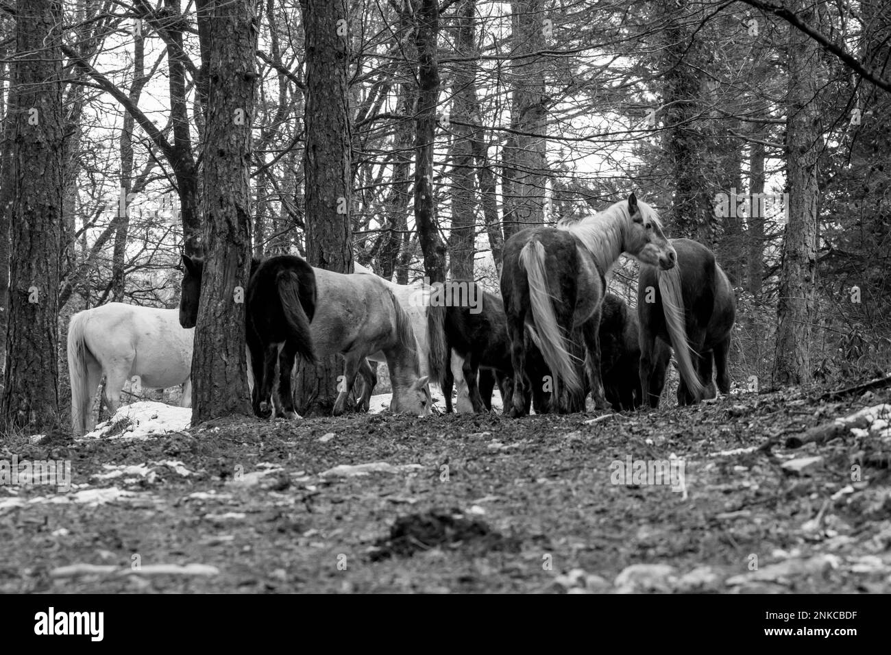 Diese wunderschönen Wildpferde leben in Italien für immer frei Stockfoto