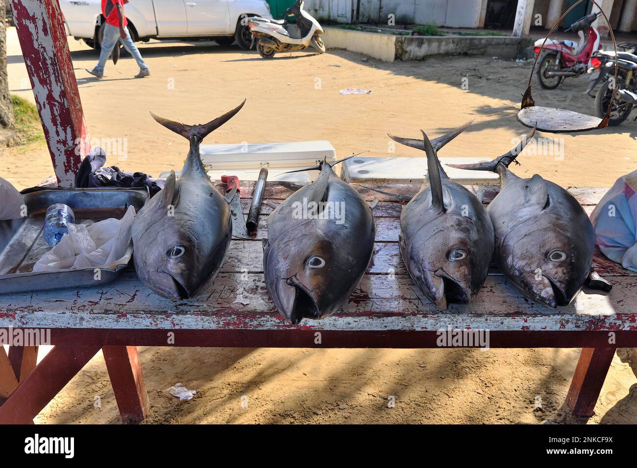 Gefangener Thunfisch in Playa Las Terrenas Samana, Las Terrenas, Dominikanische Republik, Karibik, Mittelamerika Stockfoto