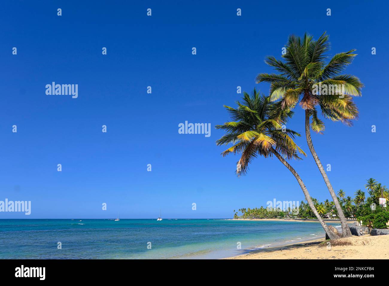 Palmen an der Playa Las Terrenas Samana, Las Terrenas, Dominikanische Republik, Karibik, Mittelamerika Stockfoto