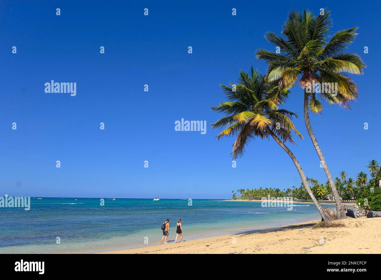 Palmen an der Playa Las Terrenas Samana, Las Terrenas, Dominikanische Republik, Karibik, Mittelamerika Stockfoto