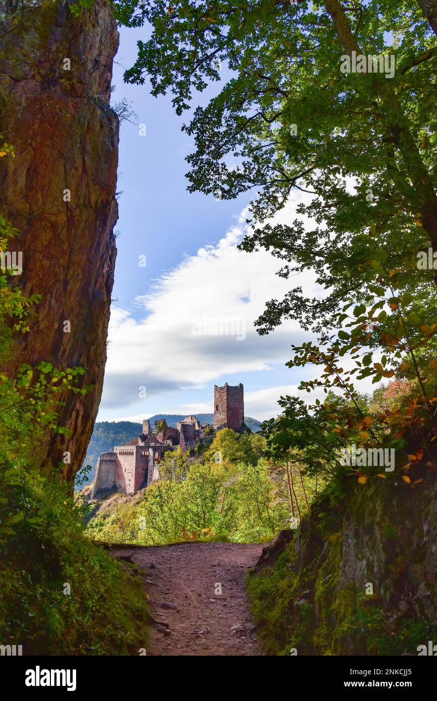 Ruine des Chateau de Saint-Ulrich (Ulrichsburg) in den Vogesen bei Ribeauville im Elsass, Departement Haut-Rhin, Region Grand Est Stockfoto