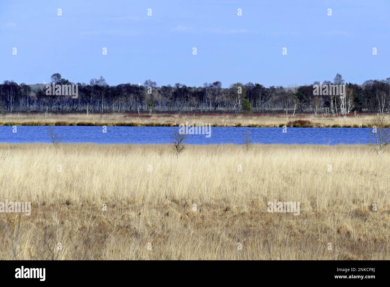 Huvenhoopsmoor, RotenburgWuemme, Deutschland Stockfoto
