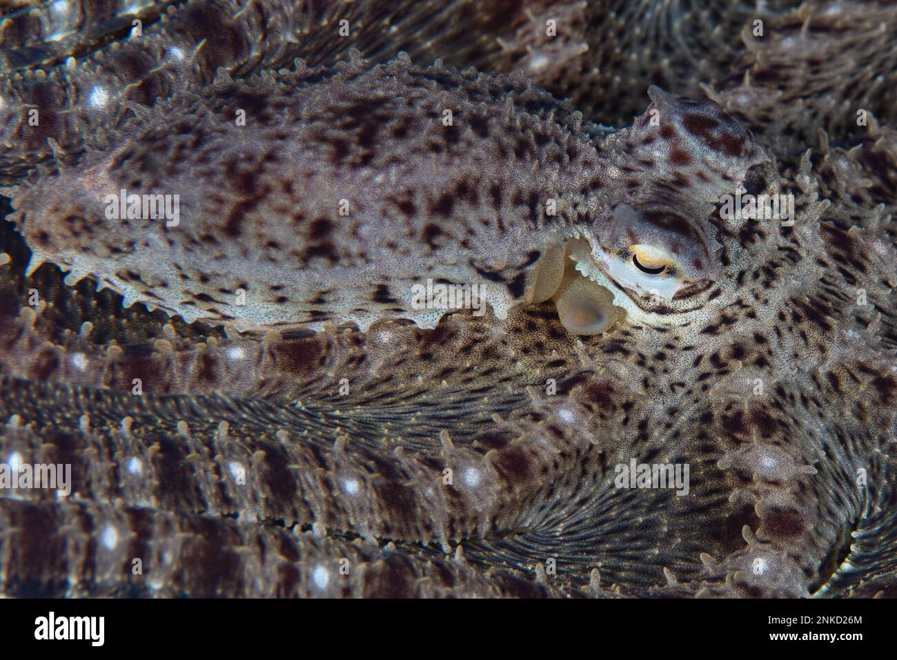 Ein imitierter Oktopus, Thaumoctopus mimicus, kriecht über den schwarzen Sandseefloor der Lembritstraße, Indonesien. Diese Art kann andere Meerestiere imitieren. Stockfoto