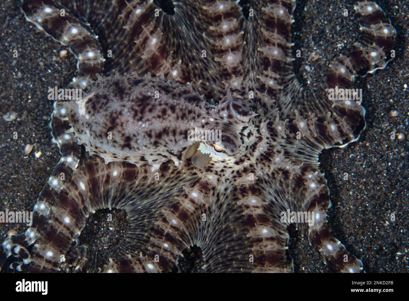 Ein imitierter Oktopus, Thaumoctopus mimicus, kriecht über den schwarzen Sandseefloor der Lembritstraße, Indonesien. Diese Art kann andere Meerestiere imitieren. Stockfoto