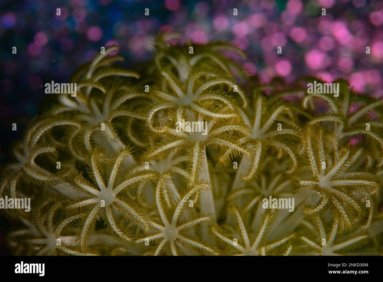Große weiche Korallenpolypen warten darauf, dass Plankton in ihrem Griff auf einem Korallenriff in Indonesien schwimmt. Weiche Korallenpolypen haben normalerweise 8 Tentakel. Stockfoto