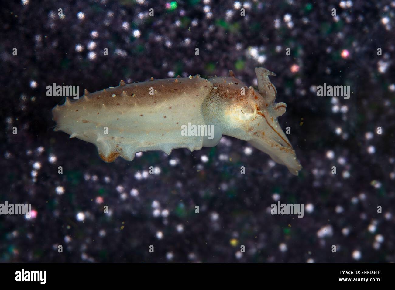 Ein junger Broadclub Tintenfisch, Sepia latimanus, schwimmt über dem Meeresboden in Indonesien. Tintenfische haben eine kurze Lebensdauer, in der Regel weniger als 12 Monate. Stockfoto