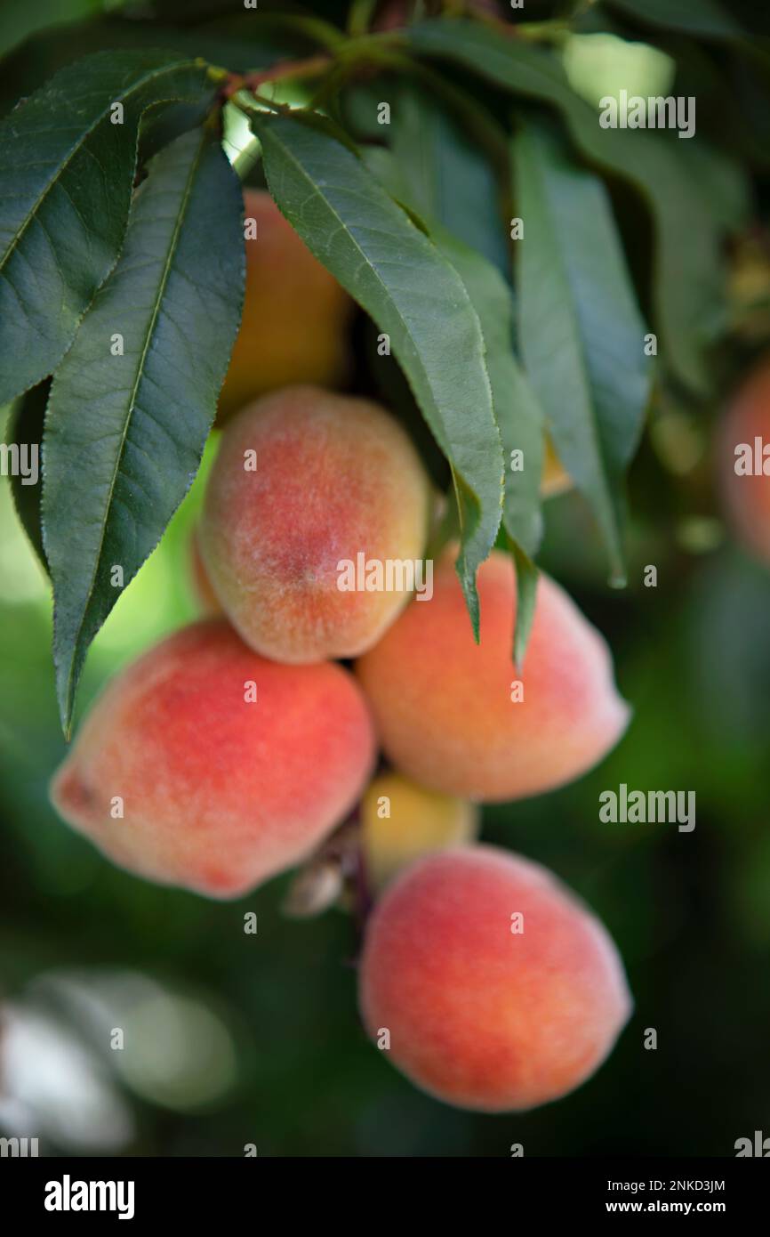 Pfirsiche auf einem Baum Stockfoto