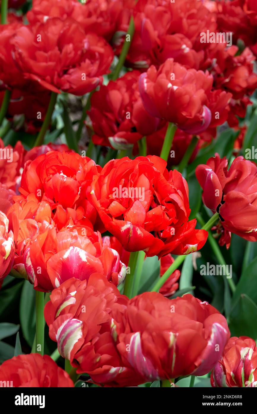 Leuchtend rot Tulipa Bombastic Red an einem sonnigen Springtag, aus der Nähe Stockfoto