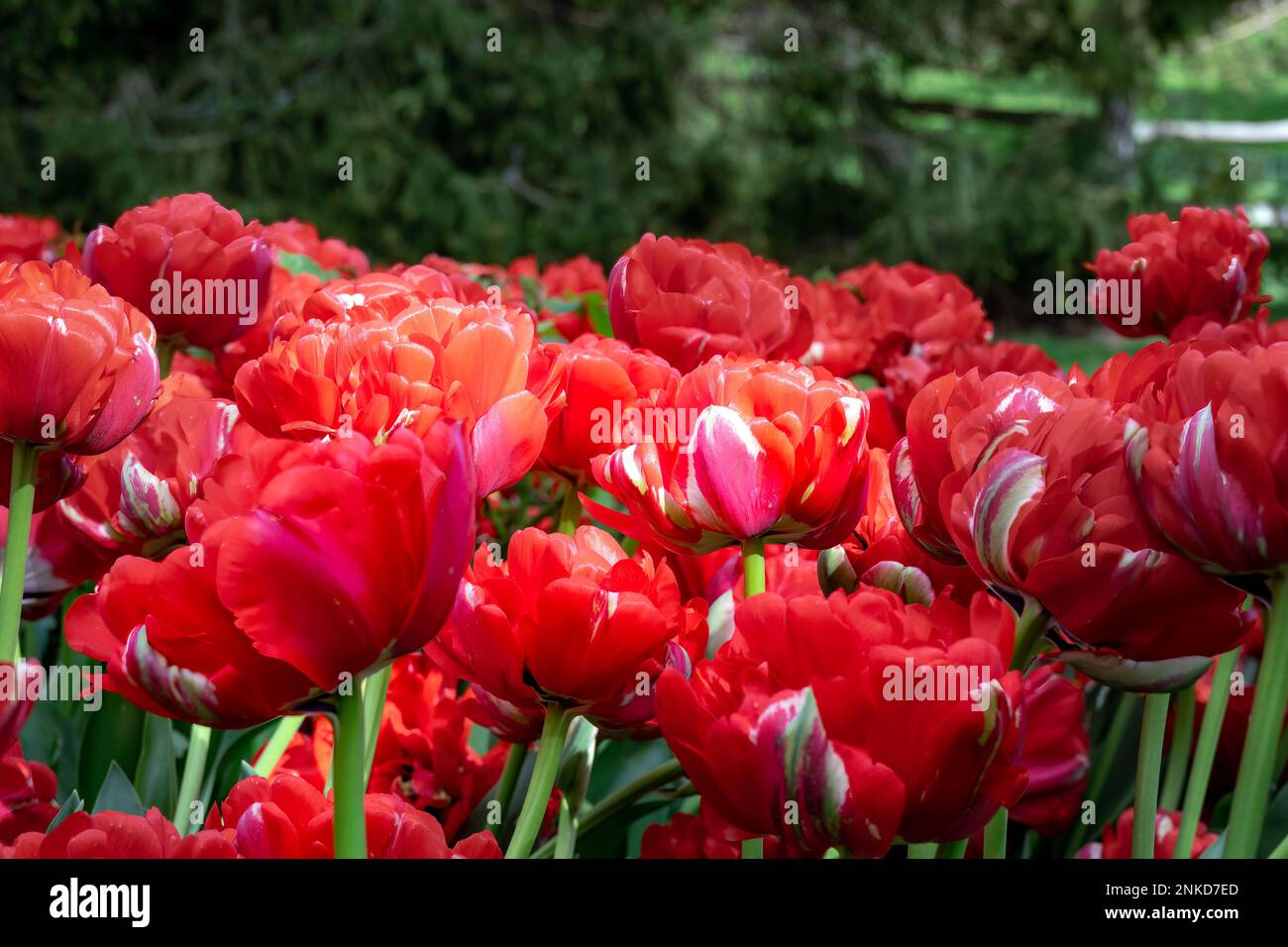 Leuchtend rot Tulipa Bombastic Red an einem sonnigen Springtag, aus der Nähe Stockfoto