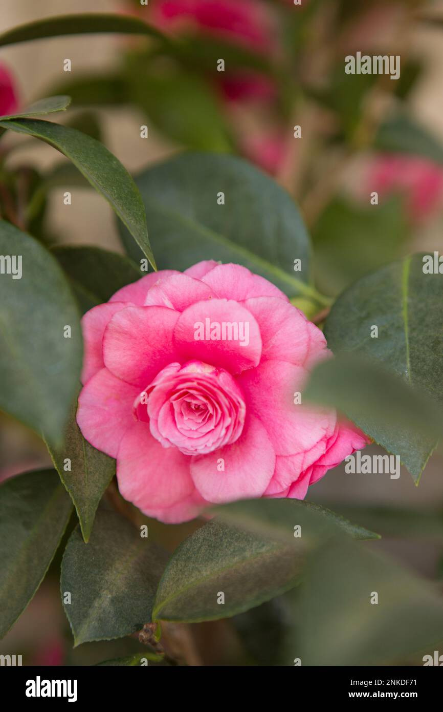 Rosa camellia Stockfoto