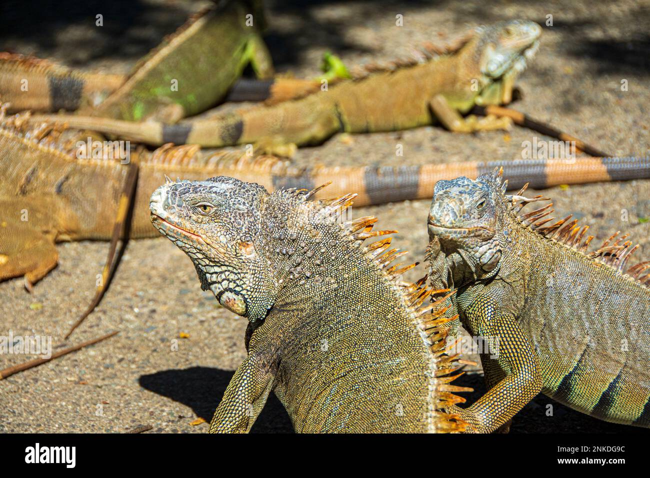 Leguane im Arches Iguana Marine Park, Roatan, Honduras. Stockfoto