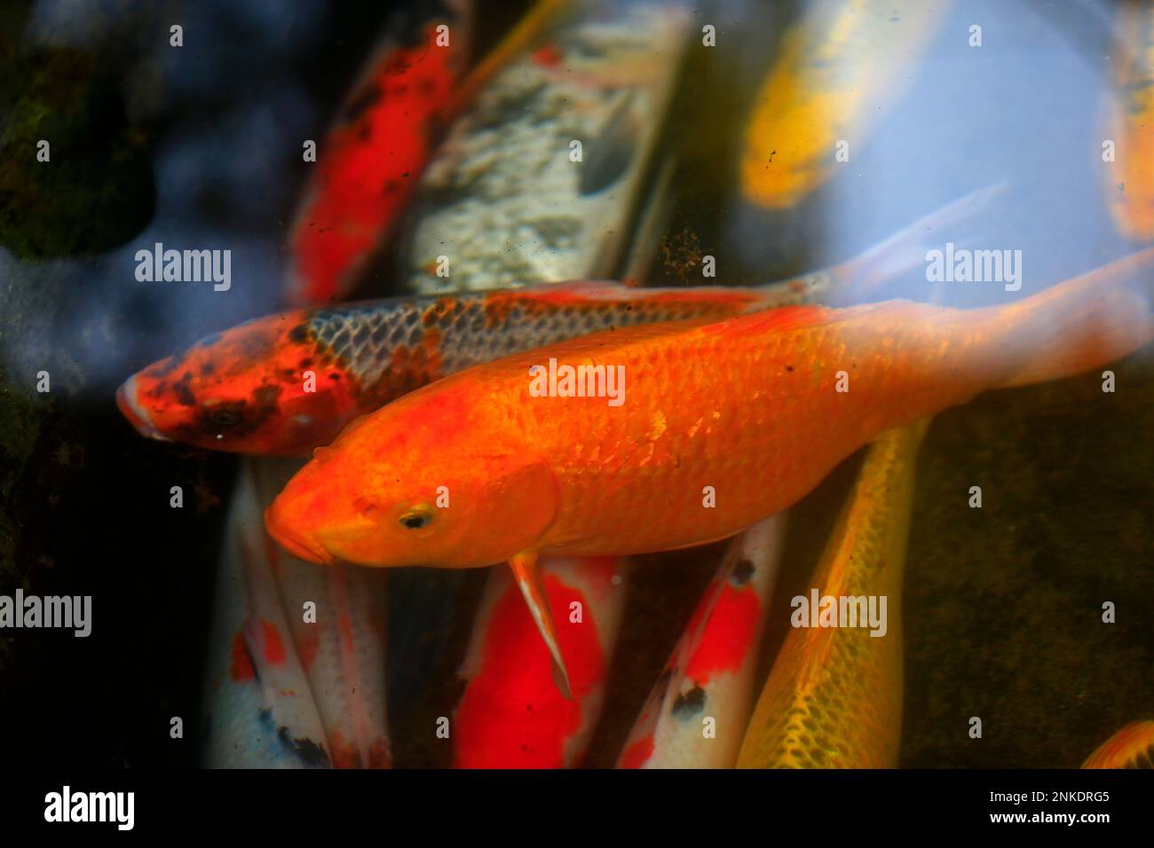 Goldfische im Teich Stockfoto