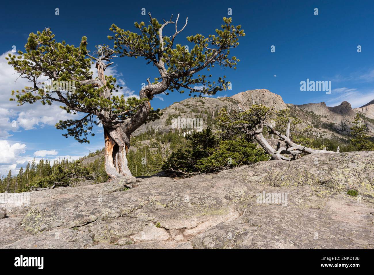 Der Mills Lake Trail führt an diesen alten Kiefernbäumen auf einem kargen Grat im Rocky Mountain National Park, Colorado, vorbei. Stockfoto