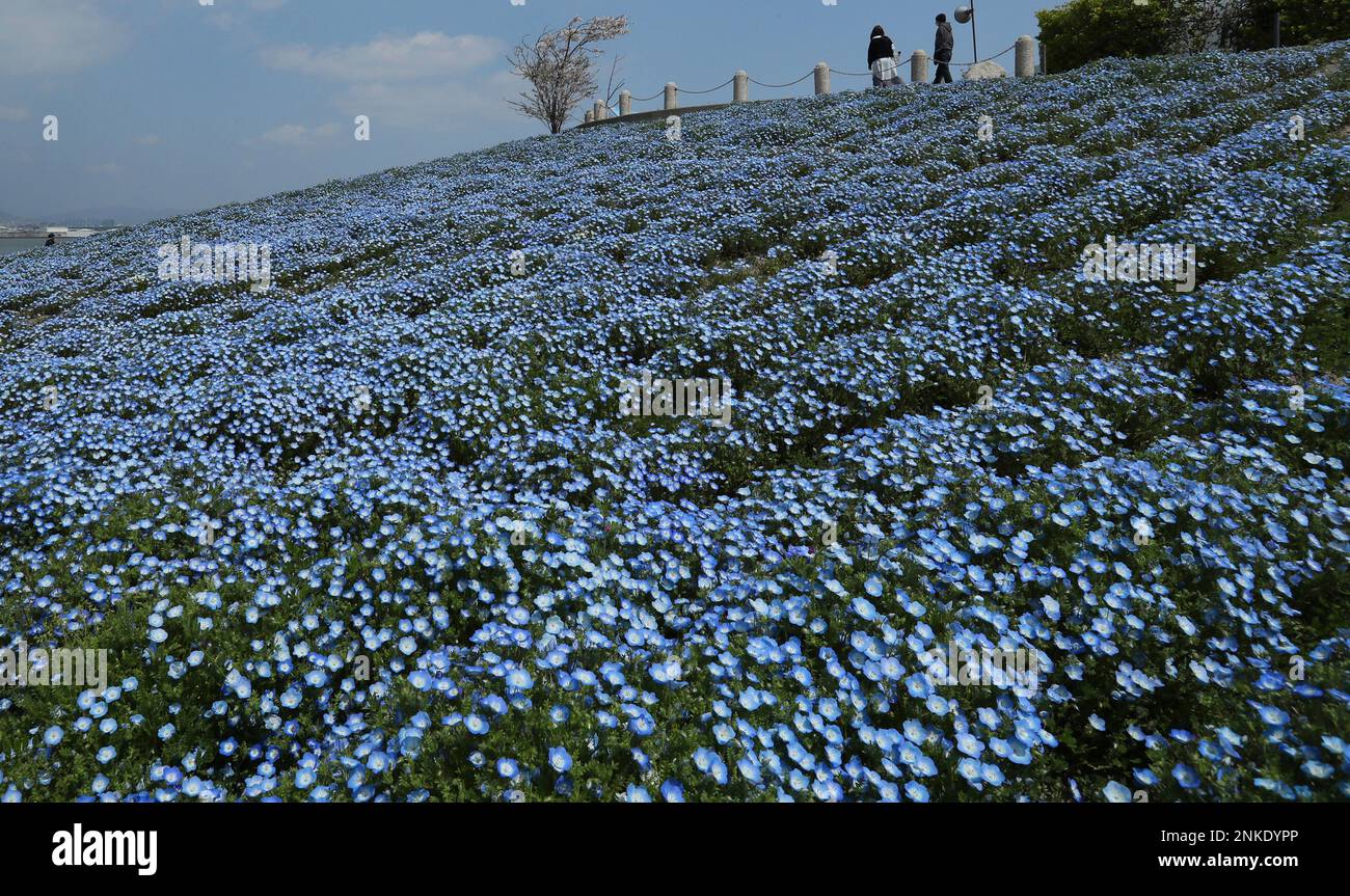 Nemophila (baby blue eyes) are in full blooms in Osaka City, Osaka Prefecture on April 8, 2022. Nemophila species are mainly native to the western United States, though some species are also found in western Canada and Mexico, and in the southeastern United States. Visitors wear face masks amid a pandemic of the new coronavirus COVID-19. ( The Yomiuri Shimbun via AP Images ) Stockfoto