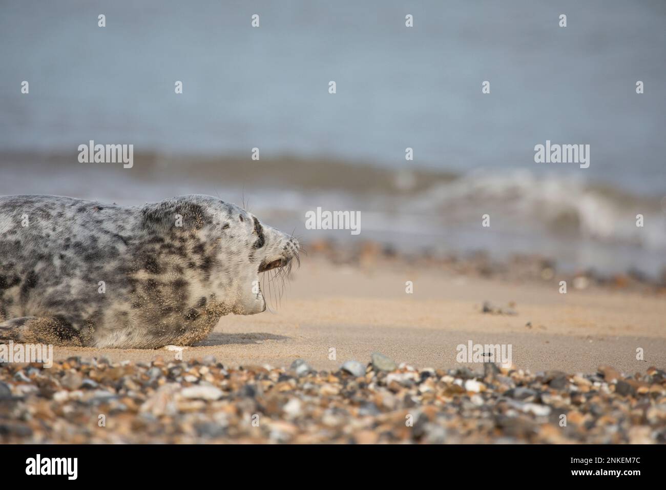 Grey Seal Halichoerus grypus an einem Strand in Horsey Gap, Norfolk, England, Großbritannien Stockfoto